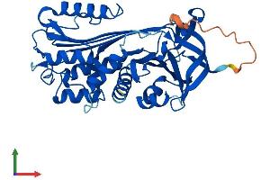AlphaFold protein structure predicition of Human Recombinant SERPINB9 Protein, UniprotID P50453