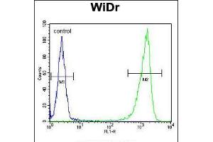 Flow cytometric analysis of WiDr cells (right histogram) compared to a negative control cell (left histogram). (Glucuronidase beta antibody  (AA 335-362))