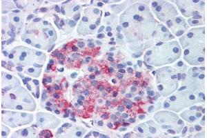 Anti-WNT10A antibody  ABIN1049468 IHC staining of human pancreas, islet. (WNT10A antibody  (Internal Region))