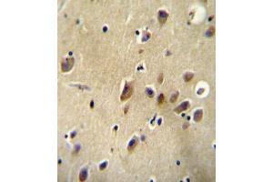 AGTR1 Antibody (Center) (ABIN654078 and ABIN2843971) immunohistochemistry analysis in formalin fixed and paraffin embedded human brain tissue followed by peroxidase conjugation of the secondary antibody and DAB staining. (Angiotensin II Type-1 Receptor antibody  (AA 211-240))