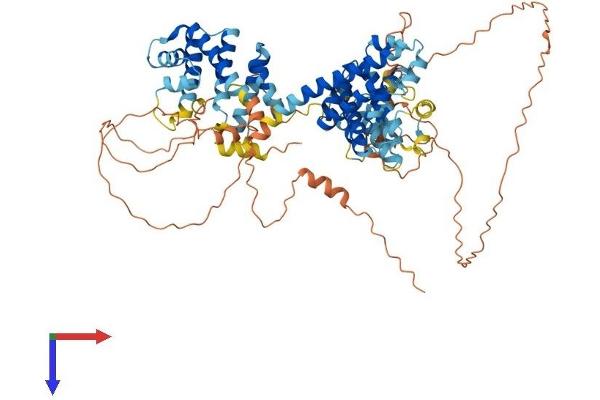 LAS1L Protein (AA 1-734) (His tag)