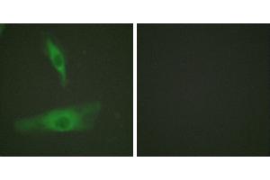 Peptide - +Immunofluorescence analysis of HeLa cells, using ADD1 (Ab-726) antibody (#B0002).