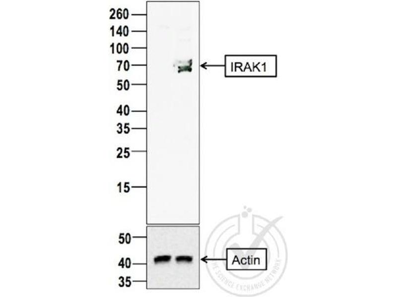 anti-Interleukin-1 Receptor-Associated Kinase 1 (IRAK1) (AA 301-400) antibody