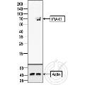 anti-Interleukin-1 Receptor-Associated Kinase 1 (IRAK1) (AA 301-400) antibody