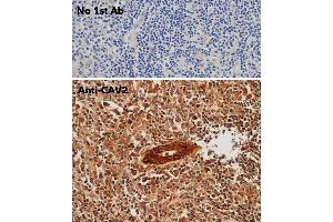Immunohistochemistry (IHC) image for anti-Caveolin 2 (CAV2) (N-Term) antibody (ABIN6254169) (Caveolin 2 antibody  (N-Term))