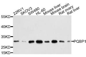 Western blot analysis of extracts of various cell lines, using PQBP1 antibody. (PQBP1 antibody  (AA 1-265))