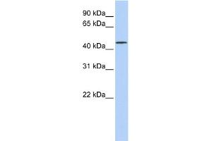 WB Suggested Anti-LRRC28 Antibody Titration: 0. (LRRC28 antibody  (N-Term))