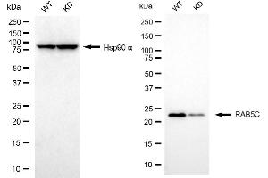 Western blotting analysis using RAB5C antibody (ABIN7800100). (Recombinant Rab5c antibody)