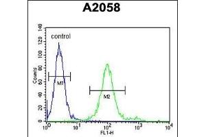 GOT1A Antibody (C-term) (ABIN651799 and ABIN2840403) flow cytometric analysis of  cells (right histogram) compared to a negative control cell (left histogram). (GOLT1A antibody  (C-Term))
