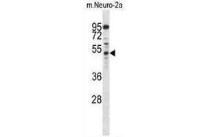 Western blot analysis in mouse Neuro-2a cell line lysates (35µg/lane) using AP2M1 Antibody (C-term) Cat. (AP2M1 antibody  (C-Term))