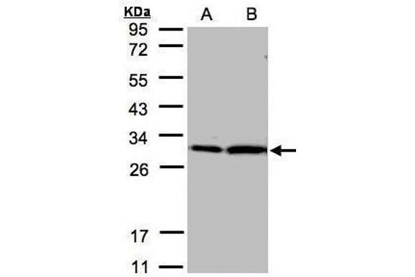 14-3-3 zeta Antikörper  (Center)