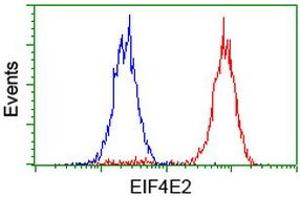 Image no. 6 for anti-Eukaryotic Translation Initiation Factor 4E Family Member 2 (EIF4E2) antibody (ABIN1497992) (EIF4E2 antibody)