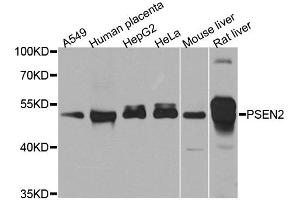 Western blot analysis of extracts of various cell lines, using PSEN2 antibody (ABIN5995411) at 1/1000 dilution. (Presenilin 2 antibody)