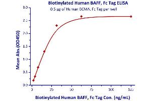 Image no. 2 for Tumor Necrosis Factor (Ligand) Superfamily, Member 13b (TNFSF13B) (AA 134-285) (Active) protein (AVI tag,Fc Tag,Biotin) (ABIN3137675)