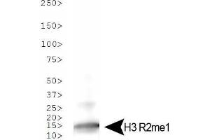 Western Blot of Rabbit Anti-Histone H3 [Monomethyl Arg2] Antibody.