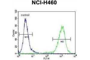 Flow cytometric analysis of NCI-H460 cells (right histogram) compared to a negative control cell (left histogram) using MIER2  Antibody (N-term), followed by FITC-conjugated goat-anti-rabbit secondary antibodies. (MIER2 antibody  (N-Term))