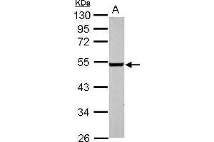 WB Image Sample (50 ug of whole cell lysate) A: mouse brain 10% SDS PAGE antibody diluted at 1:3000 (EDNRB antibody  (N-Term))
