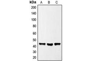 Western blot analysis of GATA1 expression in HeLa (A), K562 (B), NIH3T3 (C) whole cell lysates. (GATA1 antibody  (Center))