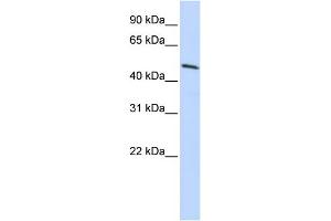 HOXB3 anticorps  (N-Term)