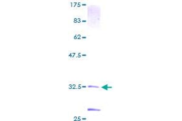 STK4 Protein (AA 1-39) (GST tag)