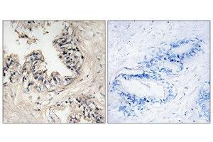 Immunohistochemistry (IHC) image for anti-Mitochondrial Ribosomal Protein S36 (MRPS36) (N-Term) antibody (ABIN1851566) (MRPS36 antibody  (N-Term))