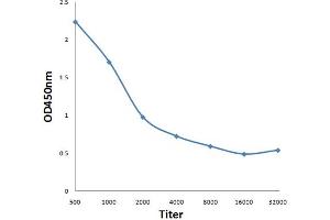 Antigen: 0. (HDAC2 antibody  (pSer394))