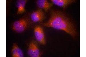 Immunofluorescence staining of methanol-fixed HeLa cells using NTRK2 (phospho Y515) polyclonal antibody (Cat # PAB25893, red). (TRKB antibody  (pTyr515))