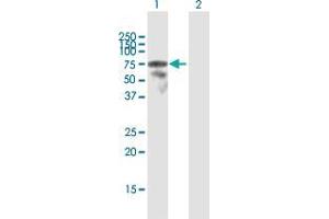 Western Blot analysis of LCP2 expression in transfected 293T cell line by LCP2 MaxPab polyclonal antibody. (LCP2 antibody  (AA 1-533))