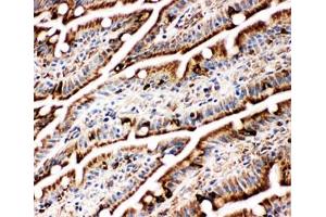 IHC-F testing of BiP antibody and rat intestine tissue (GRP78 antibody  (C-Term))