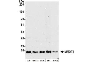 Western Blotting (WB) image for anti-Membrane Magnesium Transporter 1 (MMGT1) (AA 81-131) antibody (ABIN7452827)
