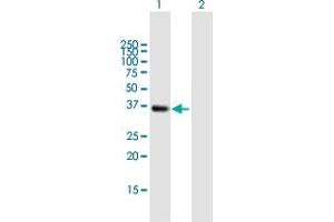 Western Blot analysis of SMN2 expression in transfected 293T cell line by SMN2 MaxPab polyclonal antibody. (SMN2 antibody  (AA 1-294))