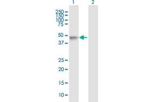 Western Blot analysis of LHX4 expression in transfected 293T cell line by LHX4 MaxPab polyclonal antibody. (LHX4 antibody  (AA 1-390))