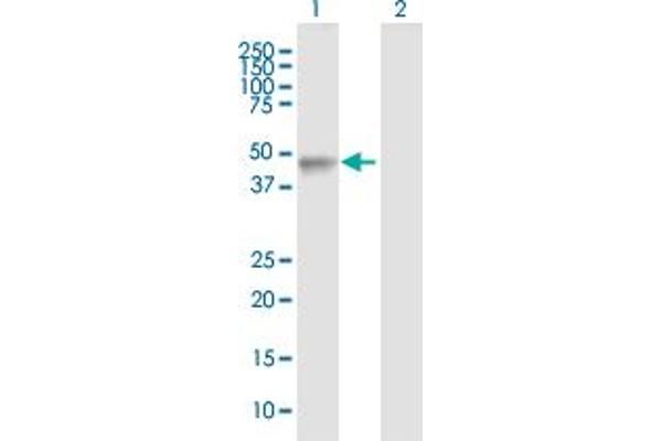 LHX4 antibody  (AA 1-390)