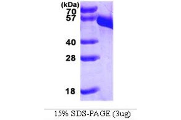 DDC Protein (AA 1-480) (His tag)