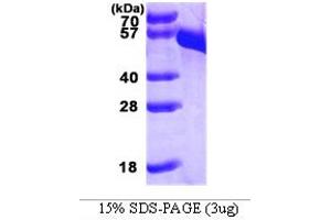 SDS-PAGE (SDS) image for Dopa Decarboxylase (Aromatic L-Amino Acid Decarboxylase) (DDC) (AA 1-480) protein (His tag) (ABIN667092) (DDC Protein (AA 1-480) (His tag))