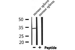 Western blot analysis of extracts from mouse spleen, using PIGC Antibody. (PIGC antibody  (Internal Region))