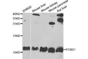 Western blot analysis of extracts of various cell lines, using PCBD1 antibody.