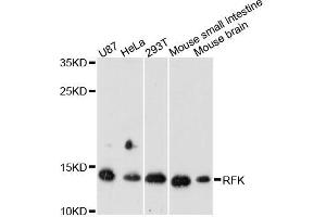 Western blot analysis of extracts of various cell lines, using RFK antibody (ABIN5996702) at 1:3000 dilution. (Riboflavin Kinase antibody)
