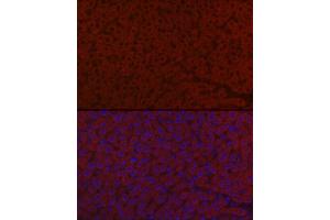 Immunofluorescence (IF) image for anti-Leucine-Rich alpha-2 Glycoprotein 1 (LRG1) (AA 36-347) antibody (ABIN6143317)
