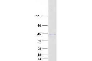 Transmembrane and Ubiquitin-Like Domain Containing 2 (TMUB2) (Transcript Variant 1) protein (Myc-DYKDDDDK Tag)