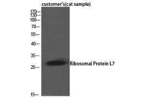 Western Blotting (WB) image for anti-Ribosomal Protein L7 (RPL7) (C-Term) antibody (ABIN3177249) (RPL7 antibody  (C-Term))