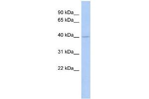 WB Suggested Anti-COQ2 Antibody Titration:  0. (COQ2 antibody  (Middle Region))