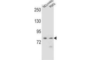 Western blot analysis in NCI-H460,K562 cell line lysates (35ug/lane) using PCDHA9 Antibody (N-term).