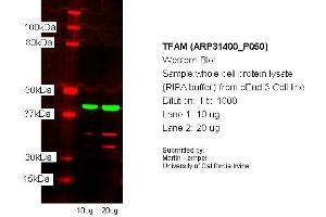 Western Blotting (WB) image for anti-Transcription Factor A, Mitochondrial (TFAM) (N-Term) antibody (ABIN182357) (TFAM antibody  (N-Term))