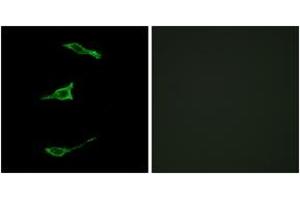 Immunofluorescence (IF) image for anti-Free Fatty Acid Receptor 1 (FFAR1) (AA 185-234) antibody (ABIN2890821) (FFAR1 antibody  (AA 185-234))