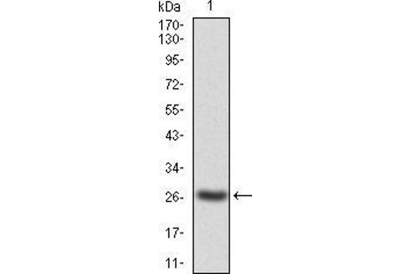 JAK2 antibody  (AA 745-955)