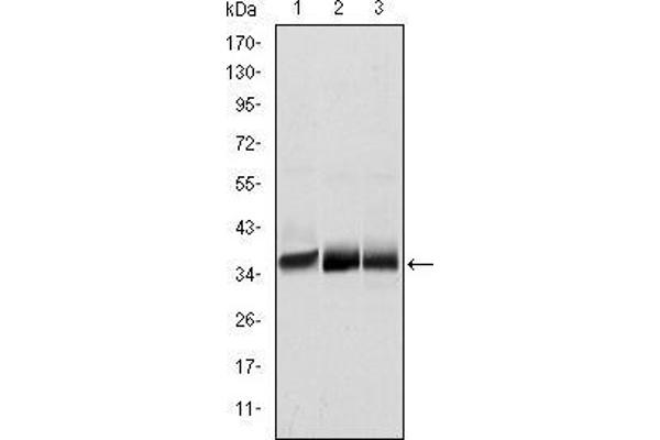 MSI2 antibody