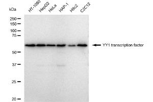 anti-YY1 Transcription Factor (YY1) antibody