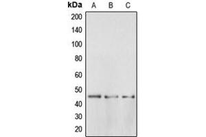 Western blot analysis of BRS3 expression in MDAMB231 (A), H4 (B), PC3 (C) whole cell lysates. (BRS3 antibody  (Center))