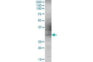 C9orf30 MaxPab polyclonal antibody. (MSANTD3 antibody  (AA 1-275))